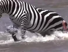 开云体育APP下载-关于激烈对抗即将上演，胜负难料的信息